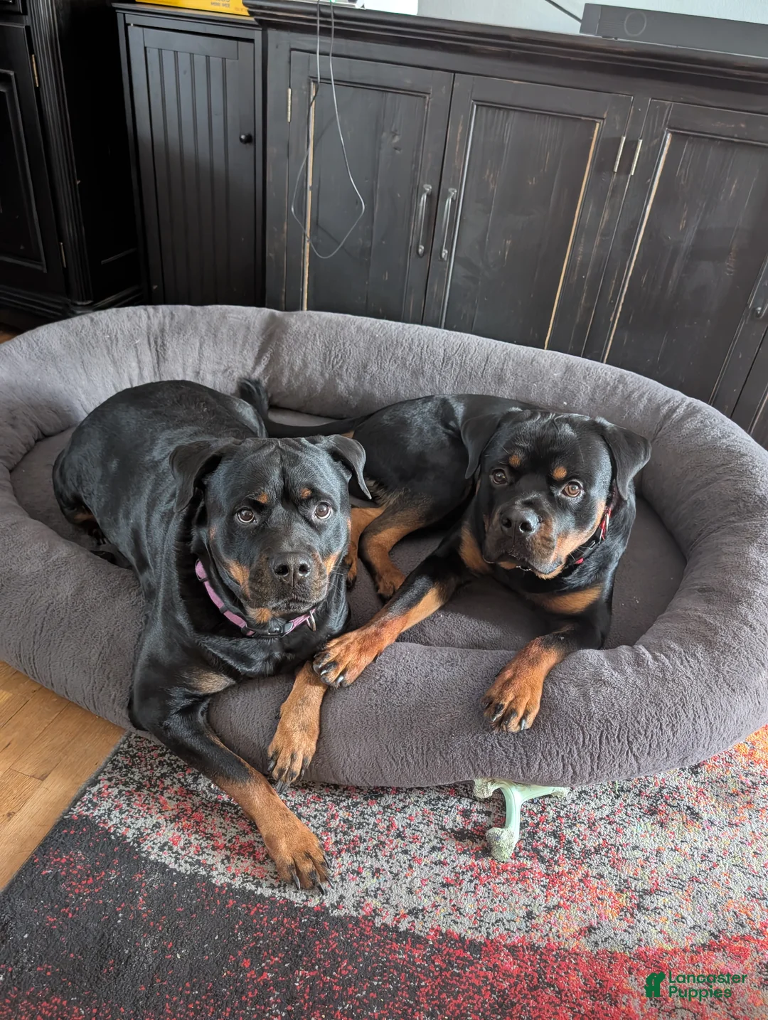 Rottweiler dogs for sale: Rottweiler Puppy 1 - Ad 2