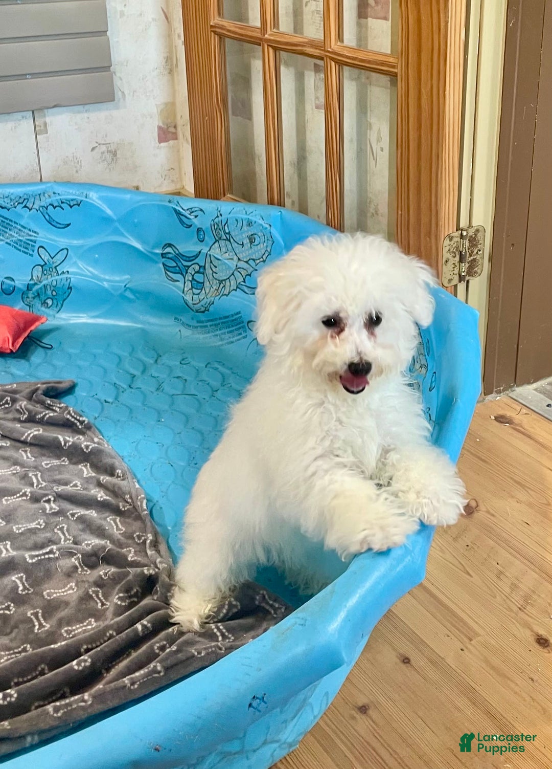 Bichon Frise dogs for sale: Lola - Ad 13