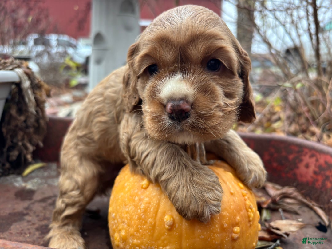 Cocker Spaniel dogs for sale: Dexter - Ad 6