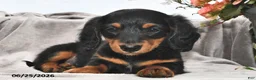 Miniature Dachshund dogs for sale: Remmie - Ad 1