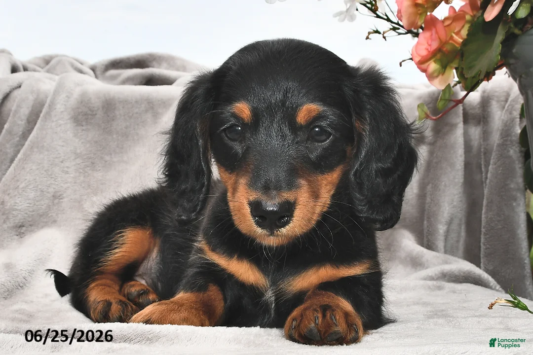 Miniature Dachshund dogs for sale: Remmie - Ad 1