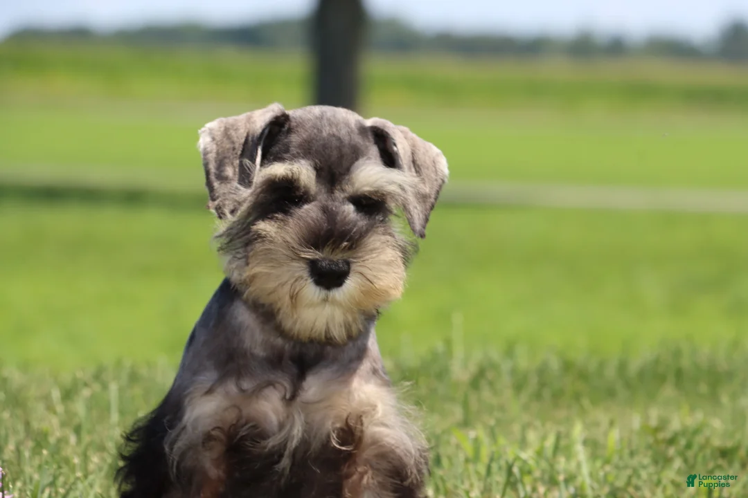 Miniature Schnauzer dogs for sale: Tonya - Ad 2
