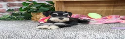 Miniature Schnauzer dogs for sale: Janelle - Ad 5