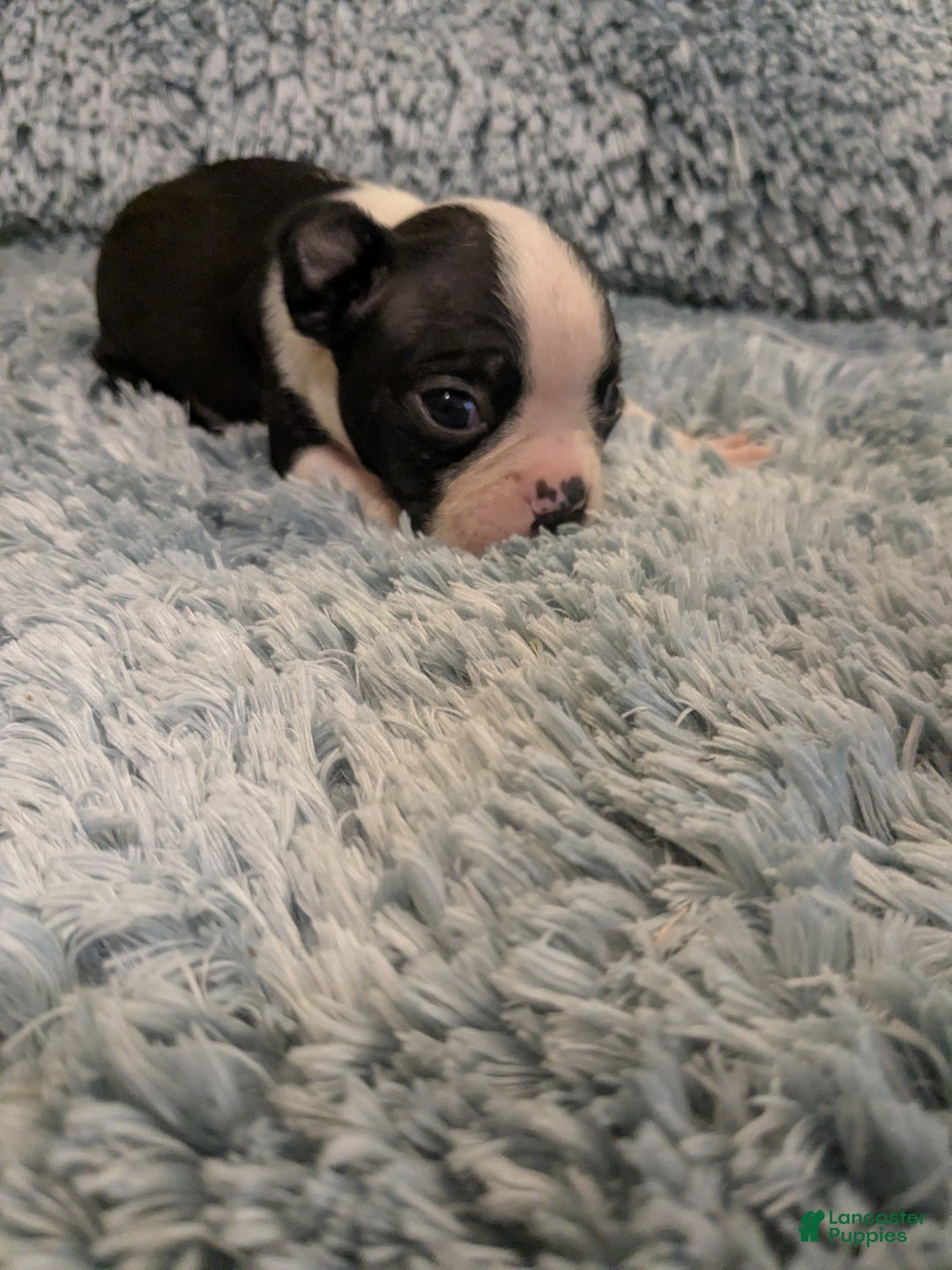 Boston Terrier dogs for sale: Boston Terrier Puppy 3 - Ad 2