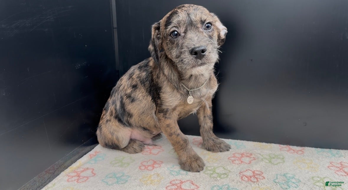 Mixed Breed dogs Bleu - Ad 8