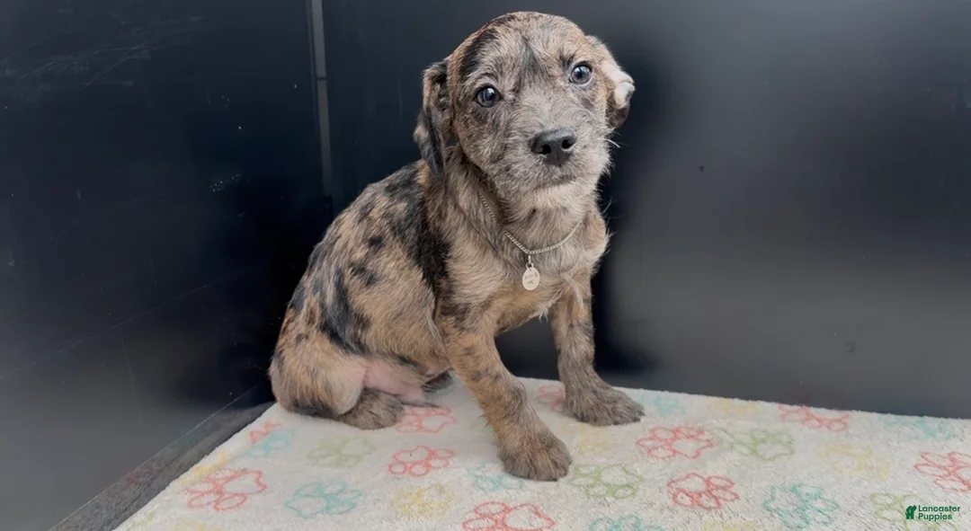 Mixed Breed dogs for sale: Bleu - Ad 1