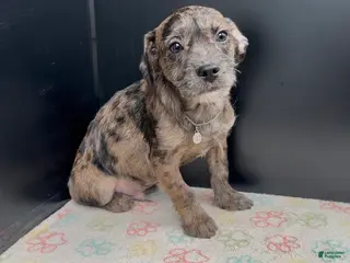 Mixed Breed dogs Bleu - Ad 8