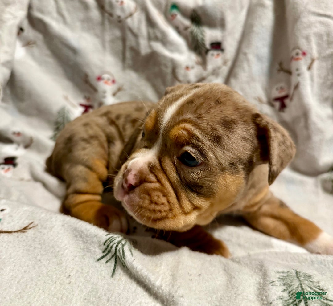 Olde English Bulldogge dogs for sale: Beth  - Ad 4