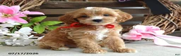 Cavapoo dogs for sale: Max - Ad 8