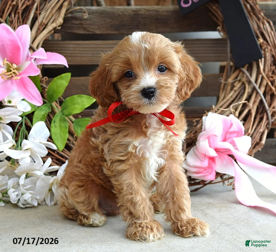 Cavapoo dogs for sale: Max - Ad 8