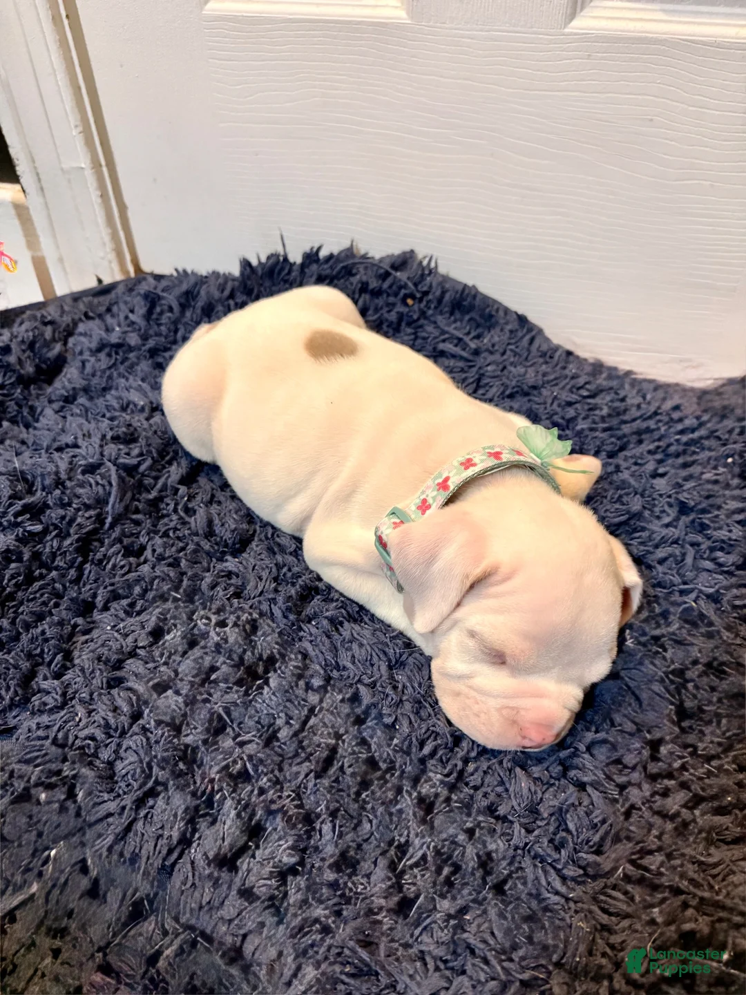 American Bully dogs for sale: American Bully 3 - Ad 1