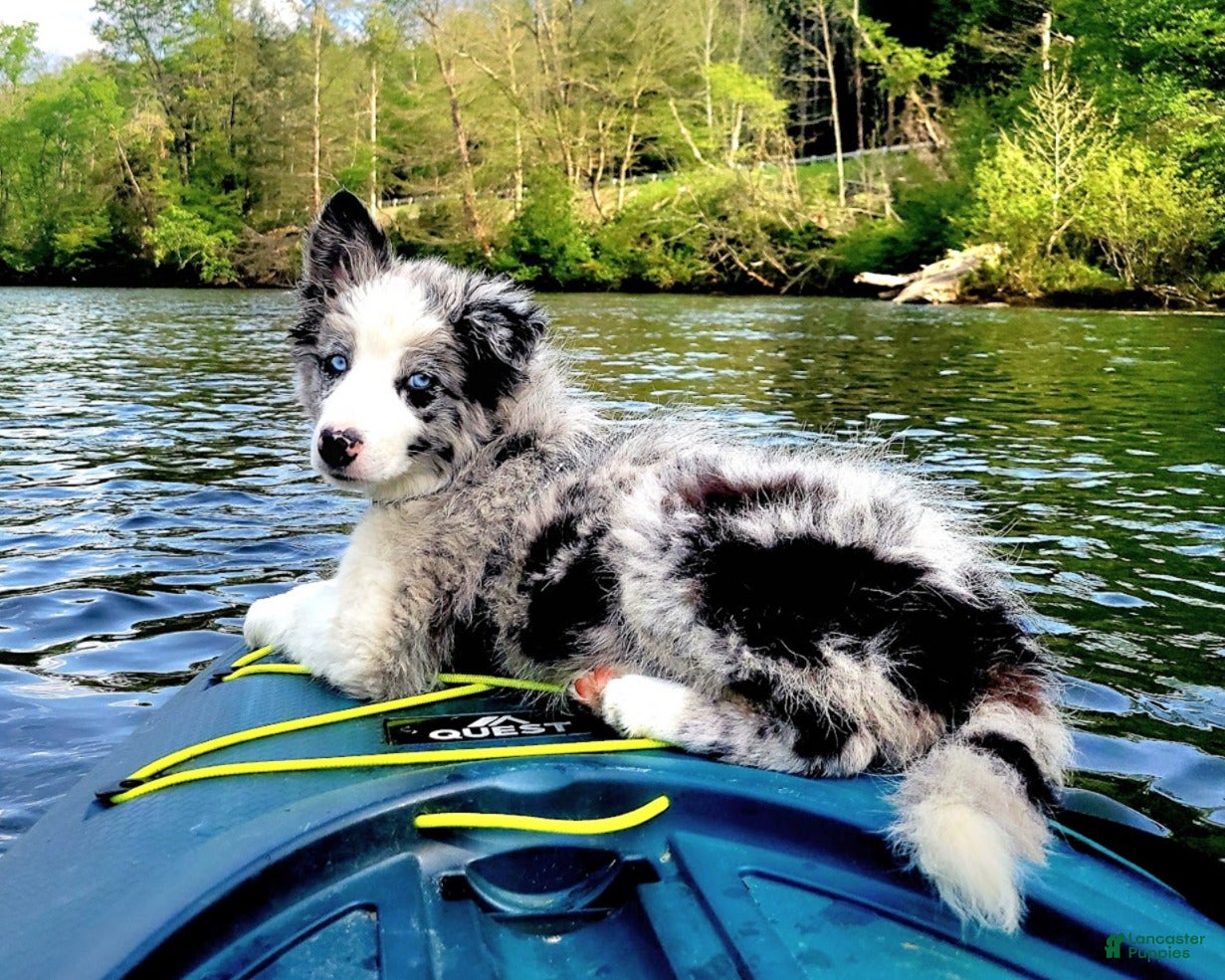 トップス SEESEE SUPERBIGROUND BOARDER MIX Border Collie Puppies for sale in Dayton, Ohio | Lancaster Puppies