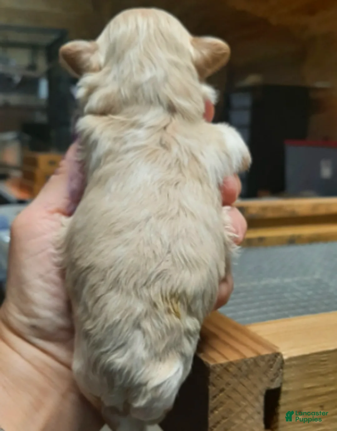 Shihpoo dogs for sale: Fawn F1 - Ad 2