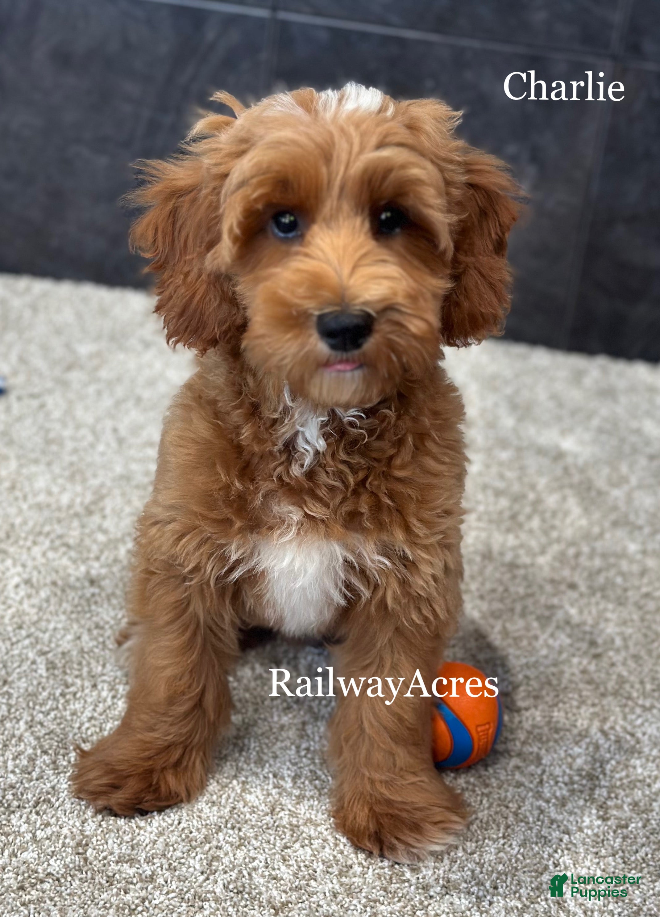 Goldendoodle dogs Charlie - Ad 29