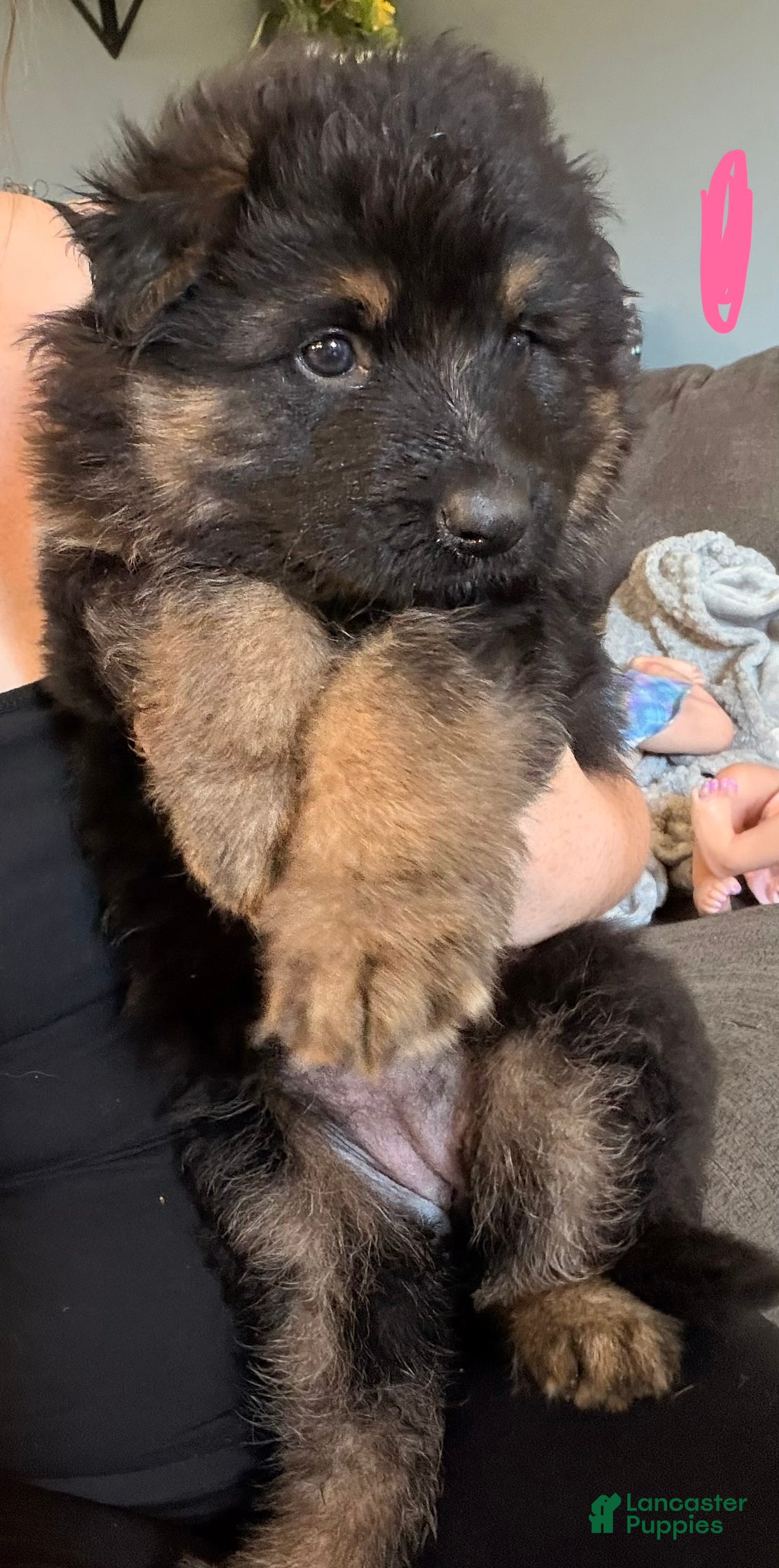 German Shepherd dogs Long Coat German Shepherd- Pink Female - Ad 28