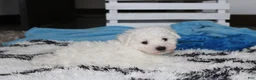 Bichon Frise dogs for sale: Karter  - Ad 8