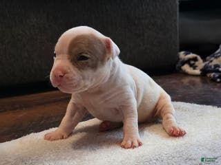 American Bully dogs Lilac Merle - Ad 40