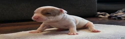 American Bully dogs for sale: Lilac Merle - Ad 19