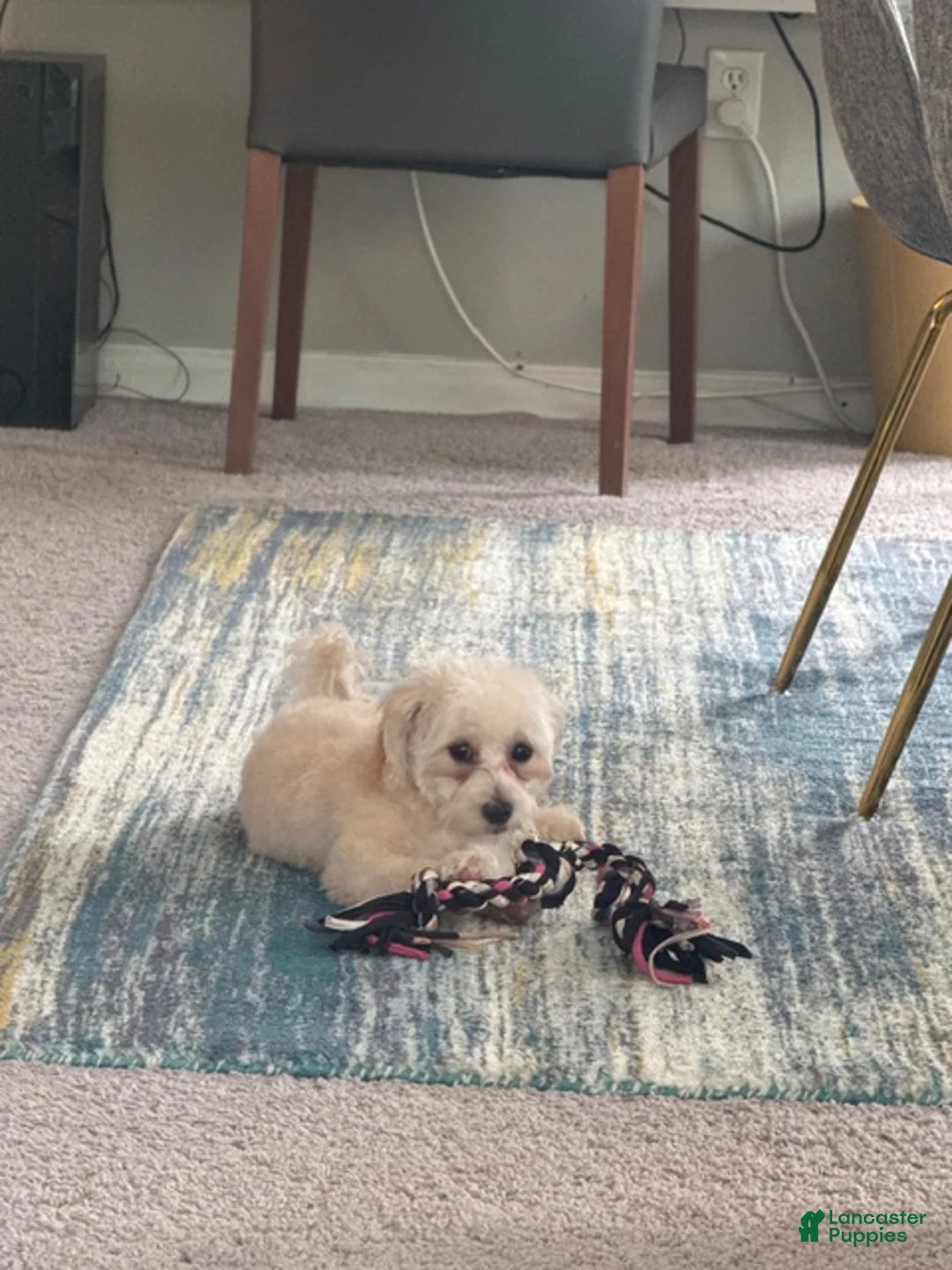 Maltipoo dogs for sale: Maltipoo Puppy 2 - Ad 1