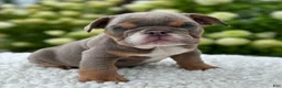 Beabull dogs for sale: Hailey  - Ad 3