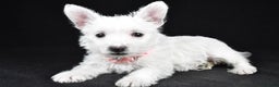 West Highland Terrier dogs for sale: Macey - Ad 2