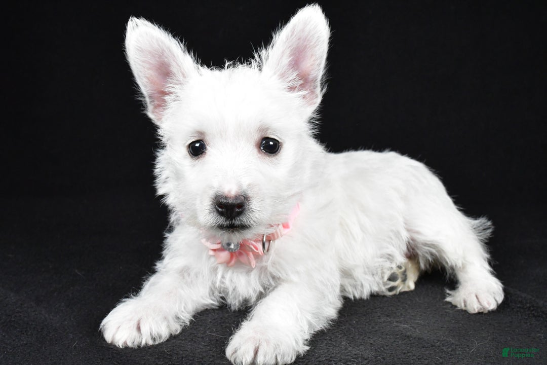 West Highland Terrier dogs for sale: Macey - Ad 2