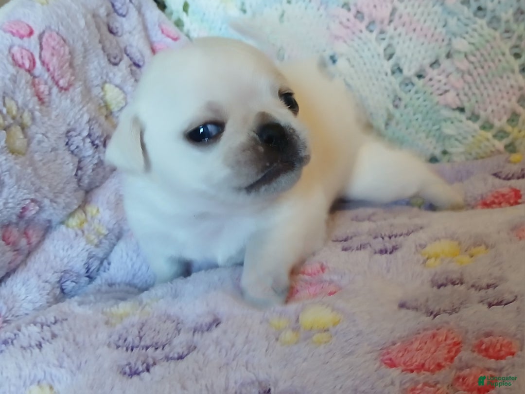 Pug dogs for sale: Layla - Ad 6