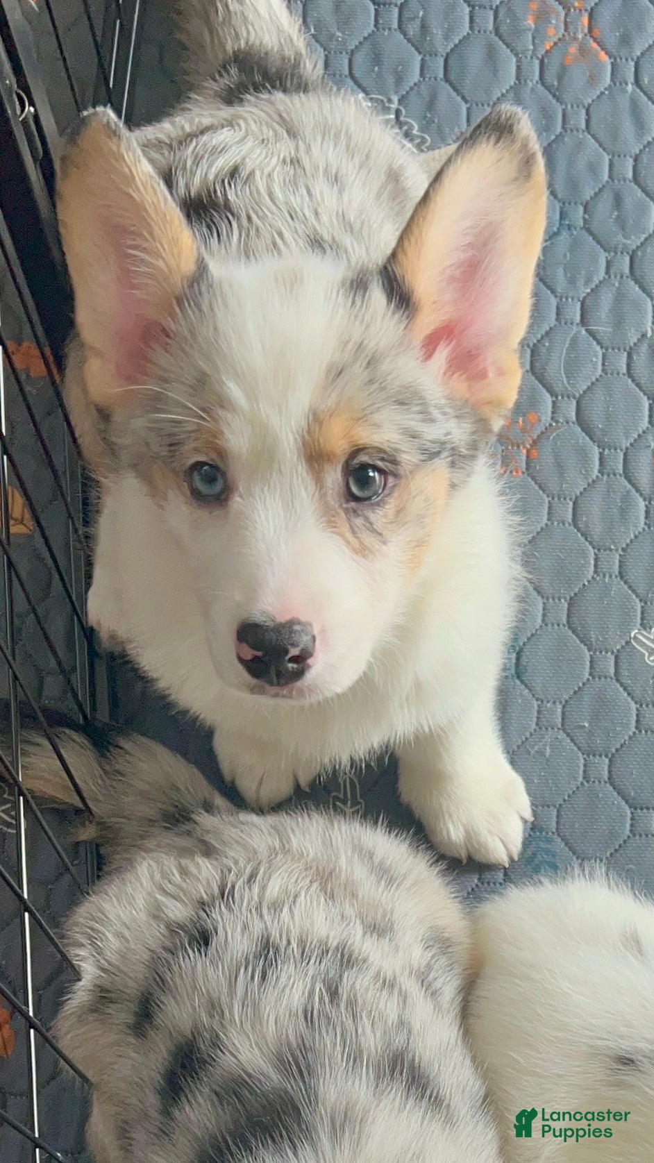 Welsh Corgi Pembroke dogs  Cora (Corazon) merle - Ad 2