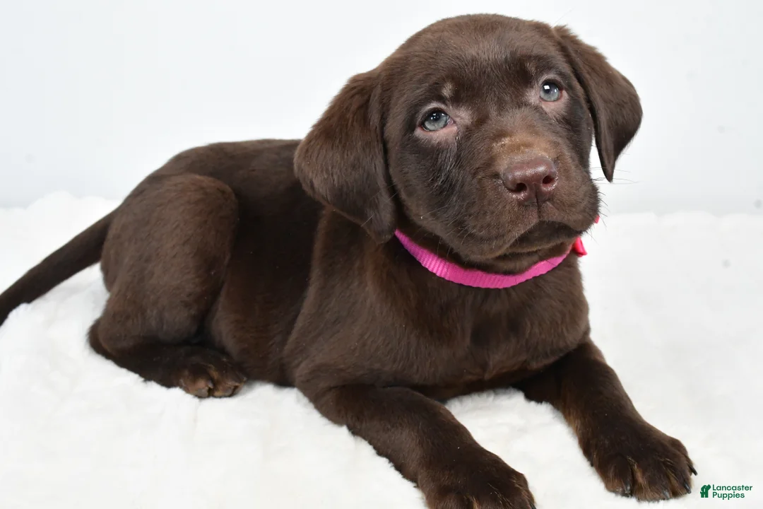 Labrador Retriever dogs for sale: Myra - Ad 9