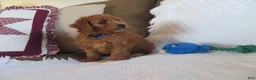 Cavapoo dogs for sale: Mocha - Ad 2