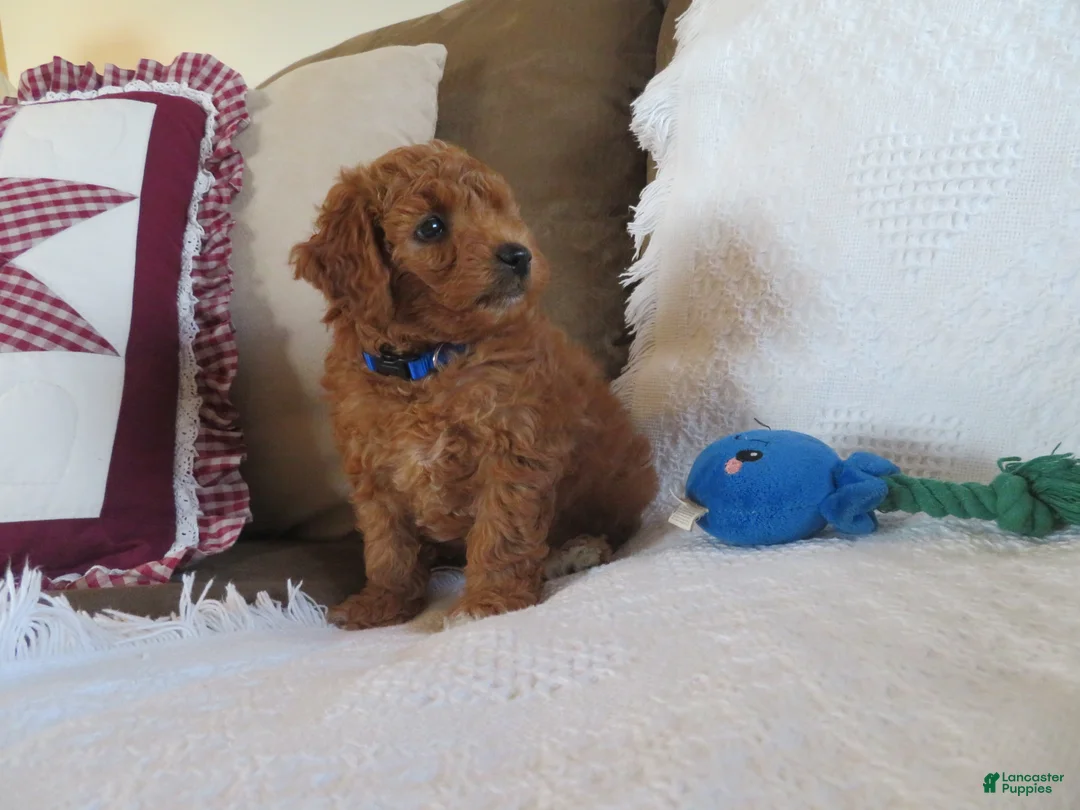 Cavapoo dogs for sale: Mocha - Ad 2