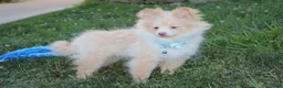 Pomeranian dogs for sale: Teddy  - Ad 9