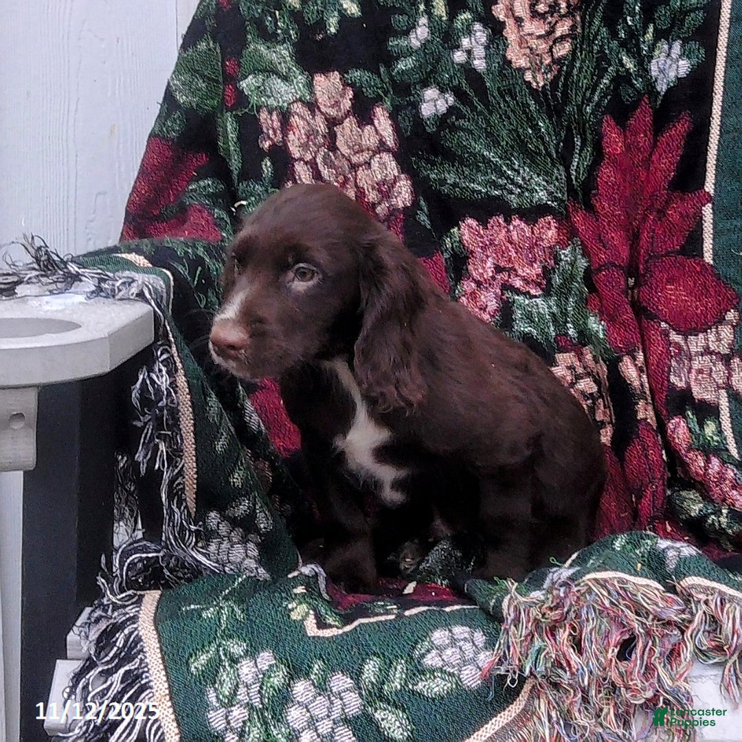 English Cocker Spaniel dogs for sale: Dallas - Ad 3