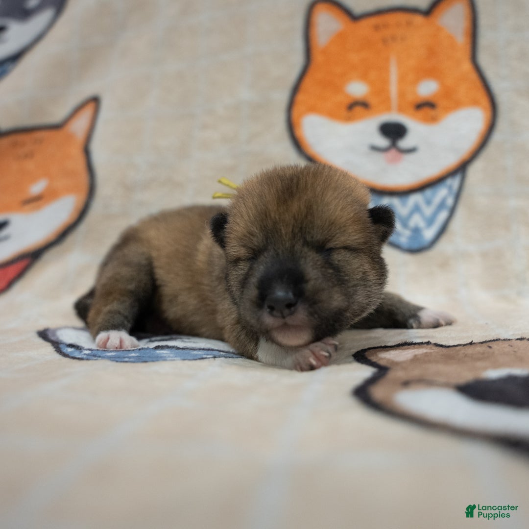 Shiba Inu dogs for sale: Shikoku Ken Puppy *Yellow* - Ad 1