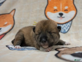 Shiba Inu dogs Shikoku Ken Puppy *Yellow* - Ad 5