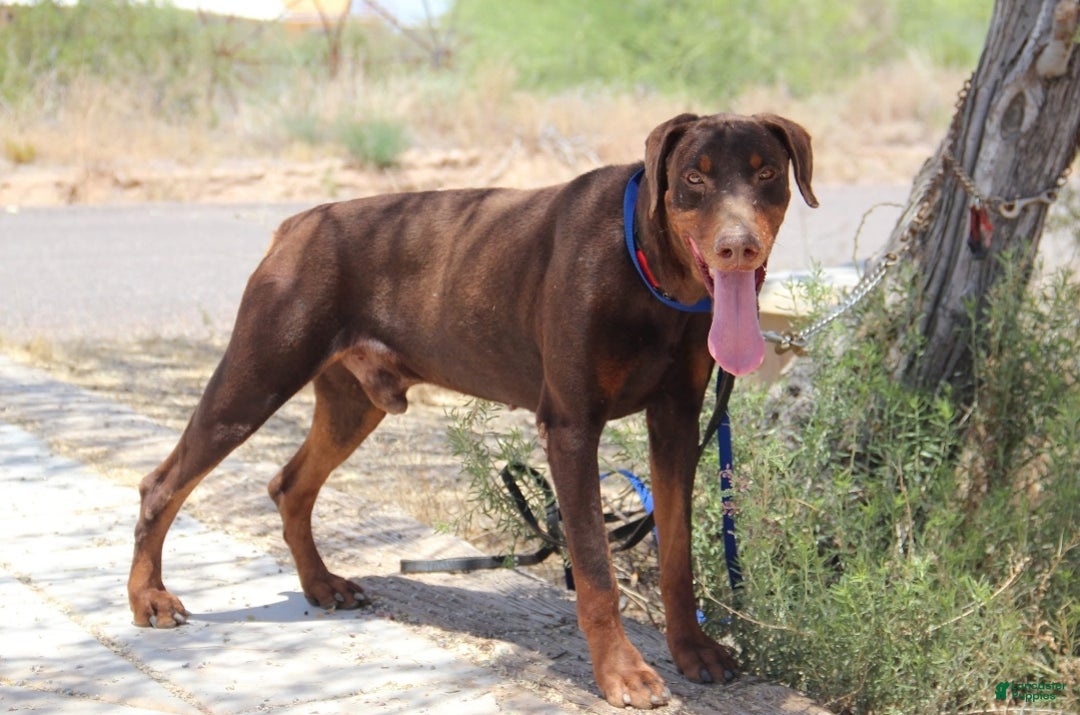 Mixed Breed dogs for sale: Lilac Fawn Merle F1 RT - Ad 18