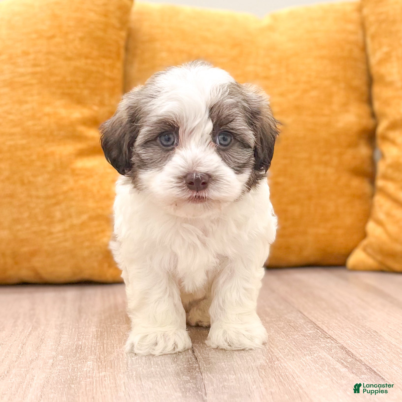 Havanese dogs Buster - Ad 2
