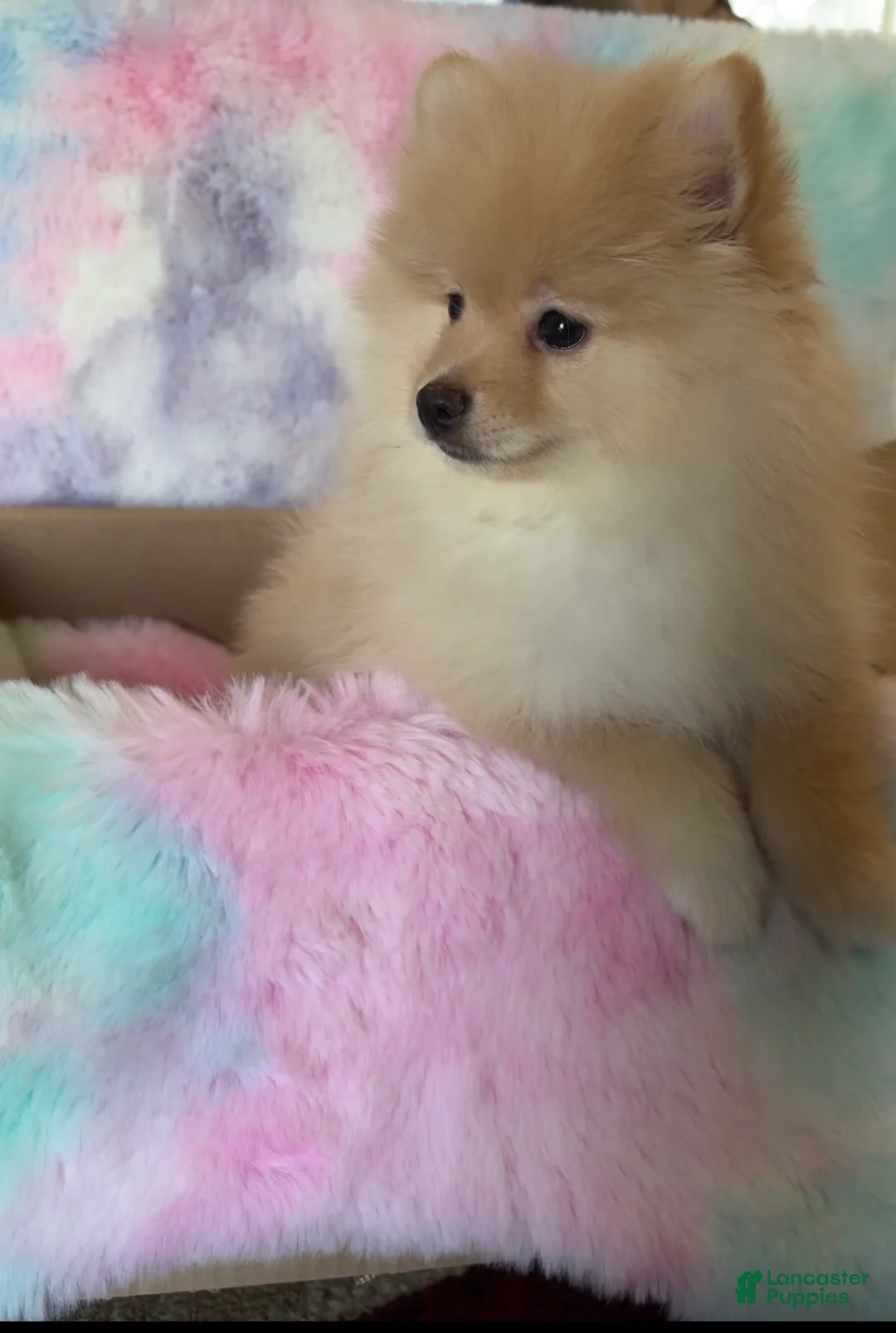 Pomeranian dogs for sale: Pomeranian 1 - Ad 2