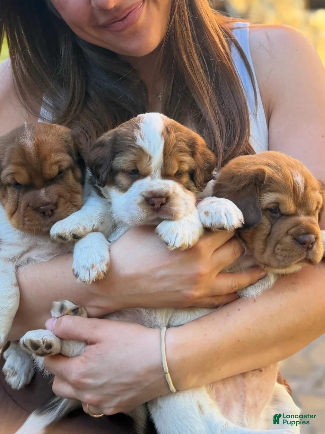 Mini Hippo dogs for sale: Mini Hippo Puppy - Alfie - Ad 6