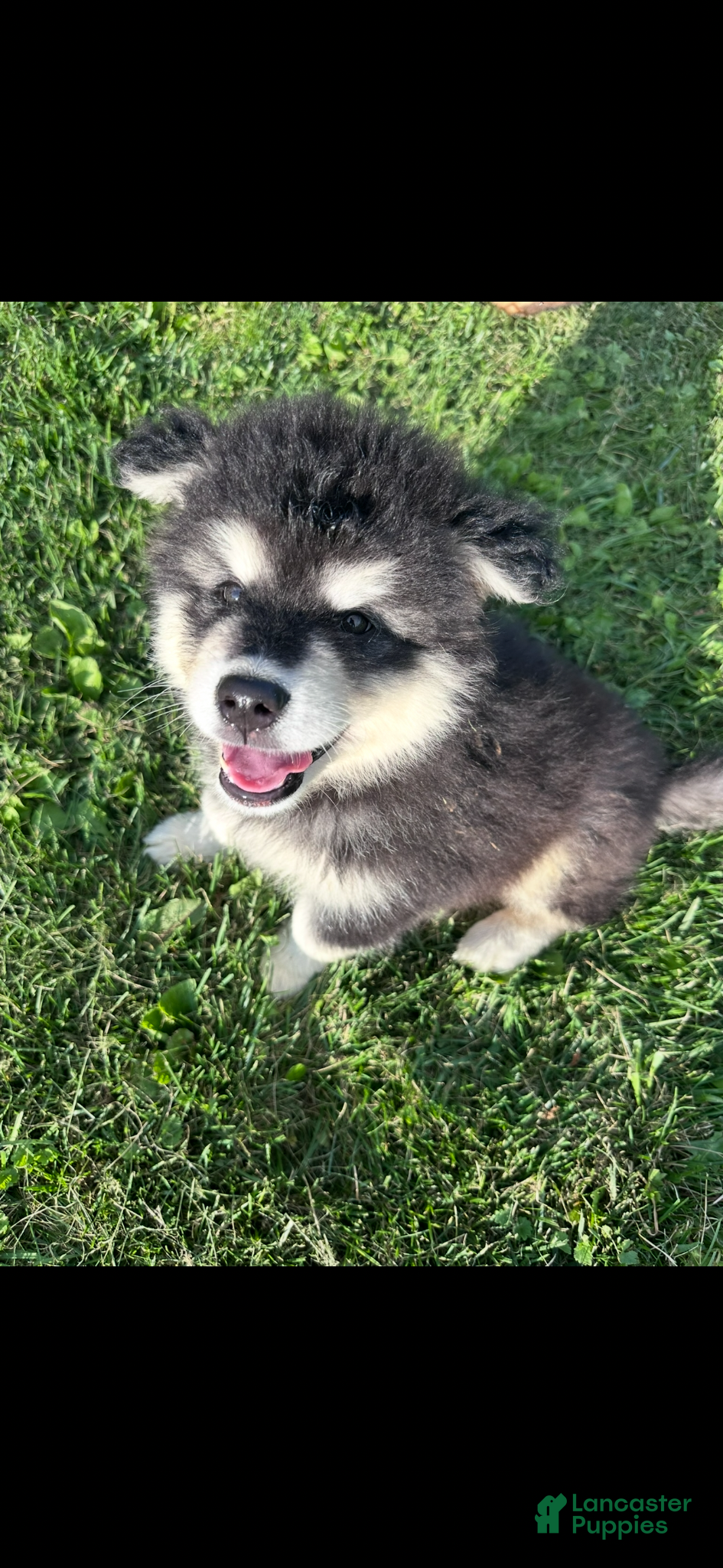 Alaskan Malamute dogs Alaskan Malamute 1 - Ad 12