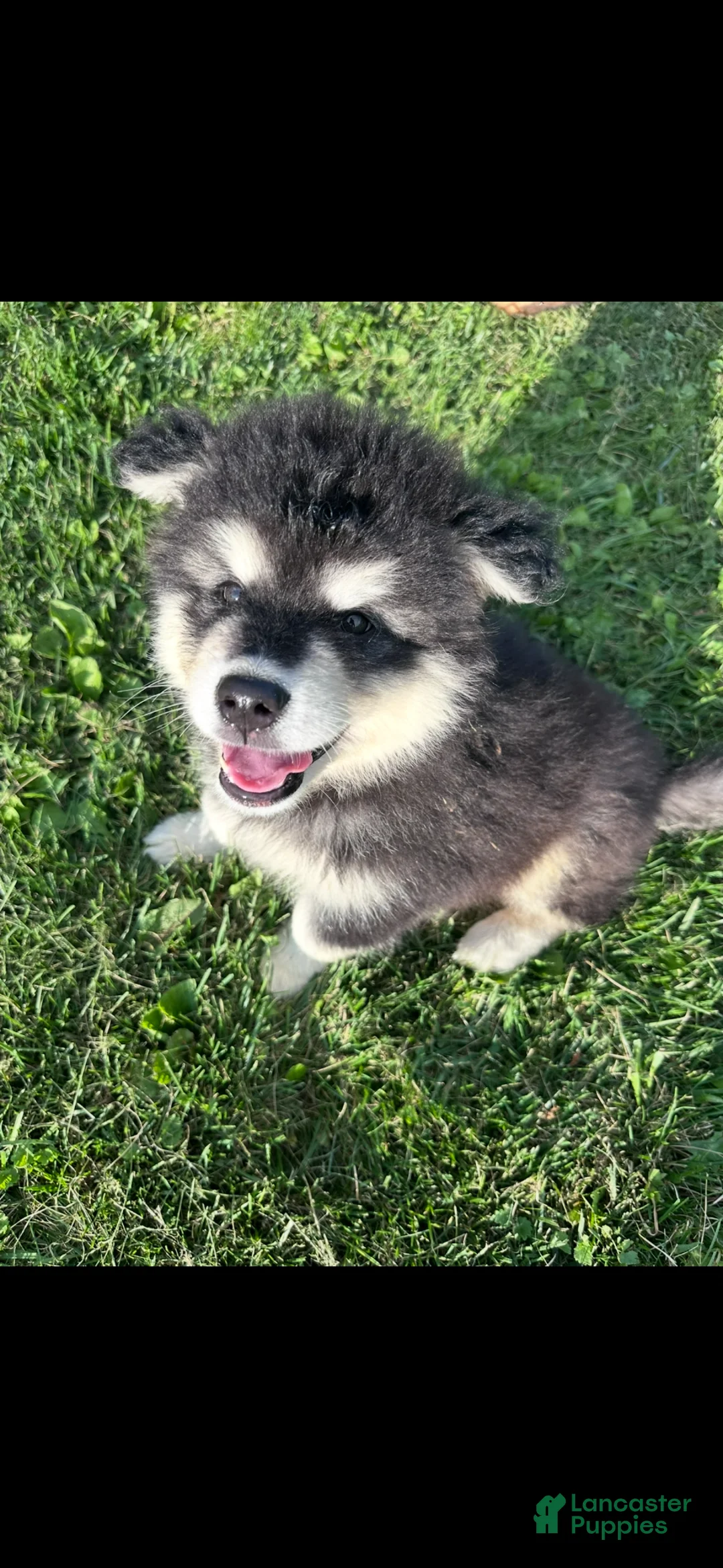 Alaskan Malamute dogs for sale: Alaskan Malamute 1 - Ad 1
