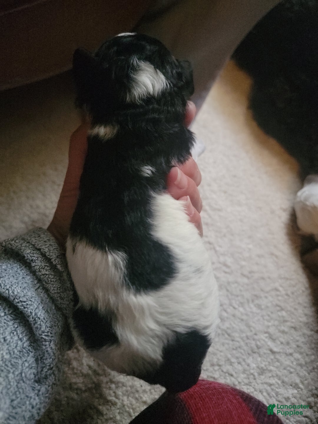 Mixed Breed dogs for sale: Chopper - Ad 9