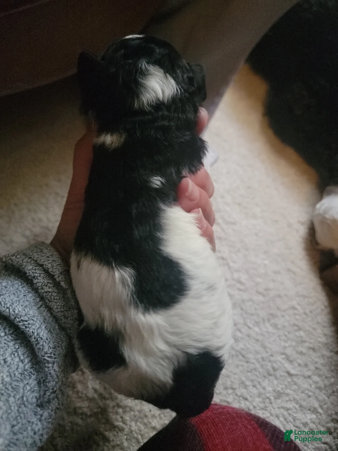 Mixed Breed dogs for sale: Chopper - Ad 9