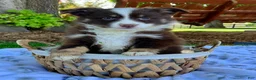Miniature Australian Shepherd dogs for sale: Buddy - Ad 4