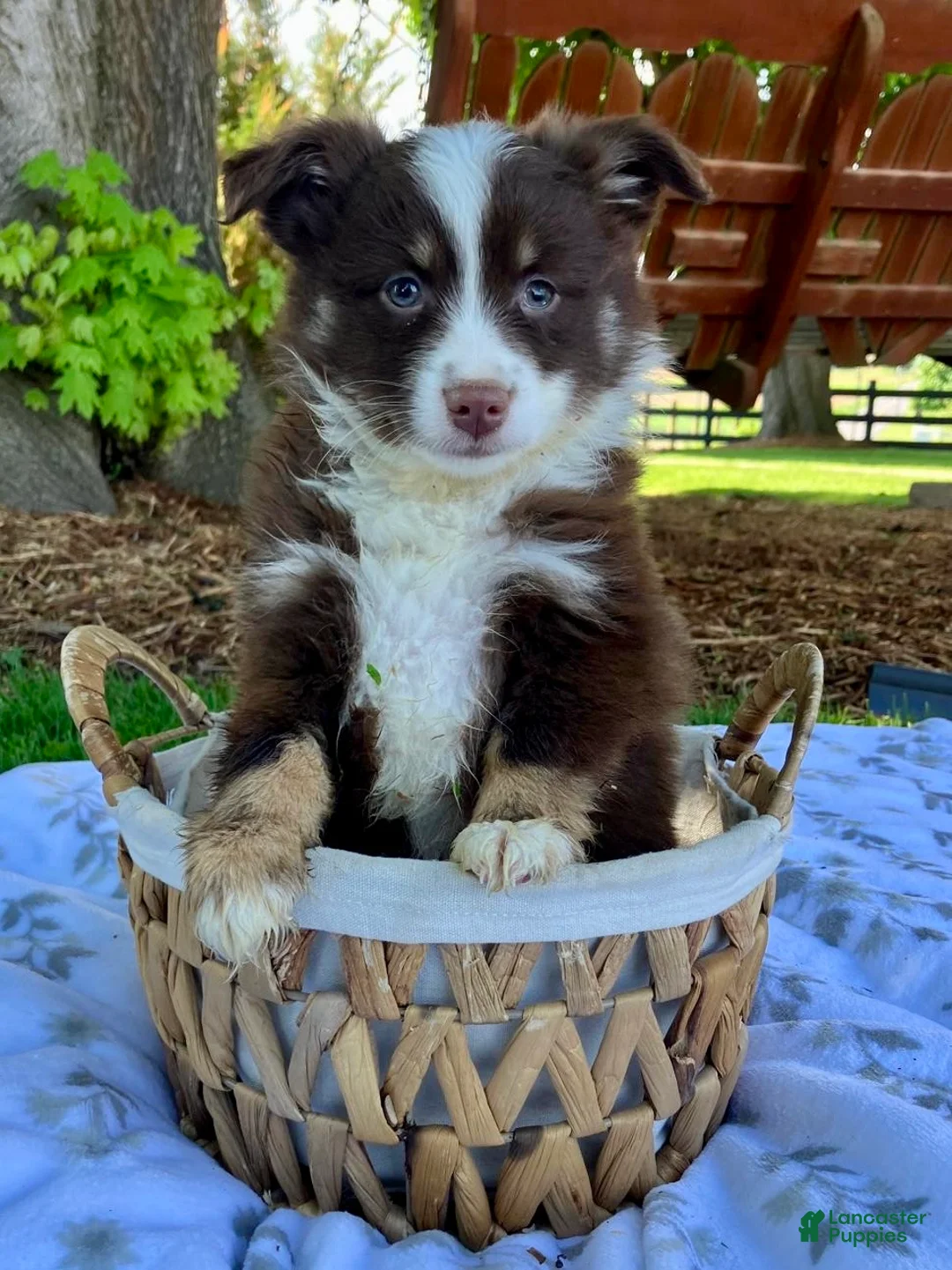 Miniature Australian Shepherd dogs for sale: Buddy - Ad 4