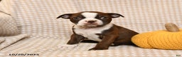 Boston Terrier dogs for sale: Mara  - Ad 4