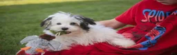 Havanese dogs for sale: Twila Havanese Puppy  - Ad 6
