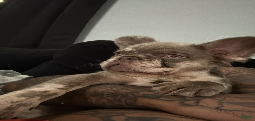 Gallery Image {{count}}