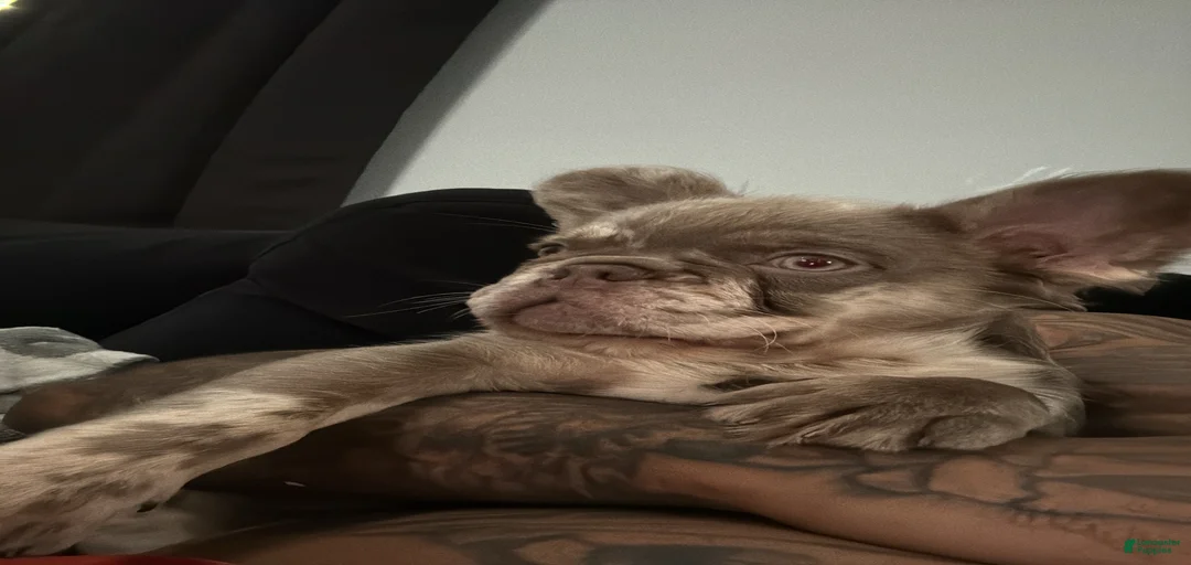 Gallery Image {{count}}