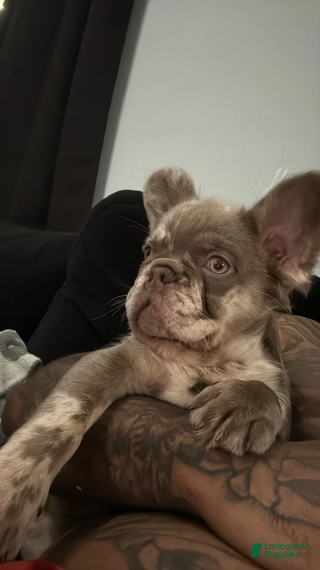 Gallery Image {{count}}